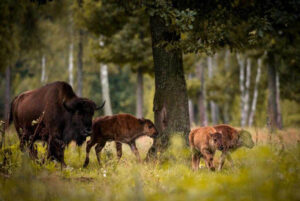 bisons, faune locale de la foret en Birmanie