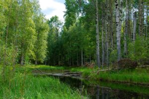 cadre verdoyant et idyllique, la forêt birmane